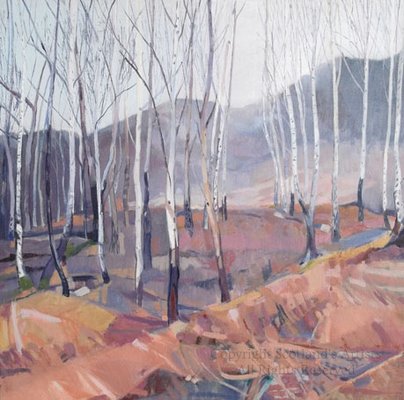 Silver Birch Wood - 80 x 80cm