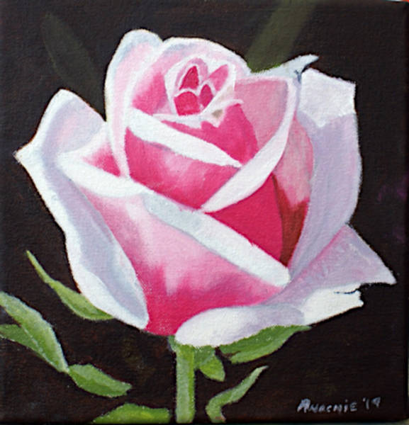 Pink Rose - Oil on Canvas - 20cm x 20cm