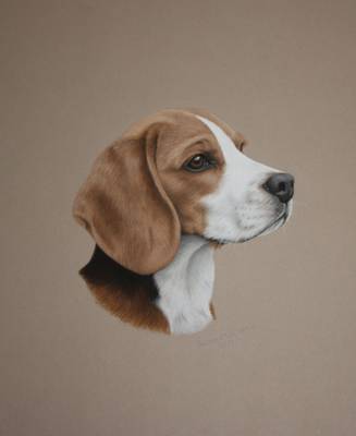 Pippin - Gouache