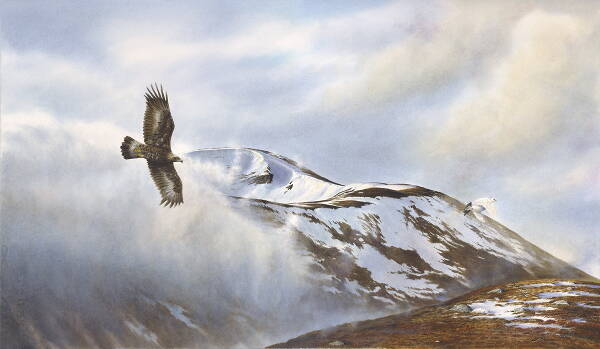 Golden Eagle & Ptarmigan