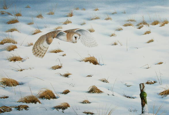 Barn Owl