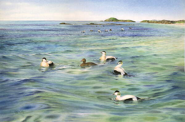 Eiders off Iona