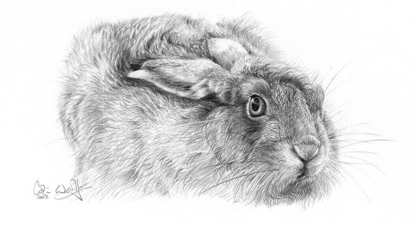 Brown Hare