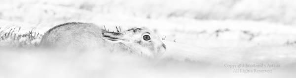 Hare of Snow