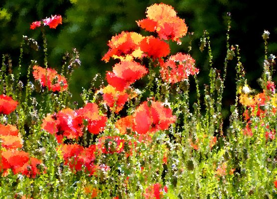 Clyde Valley Flowers
