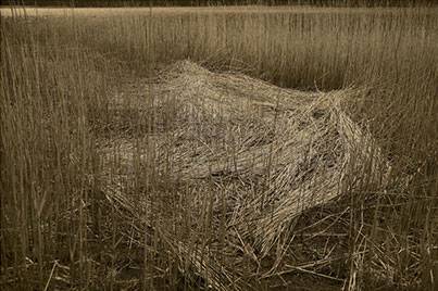 Eala at Rest