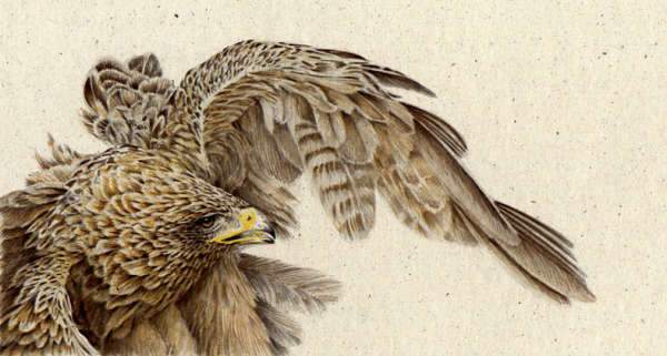 Golden Eagle