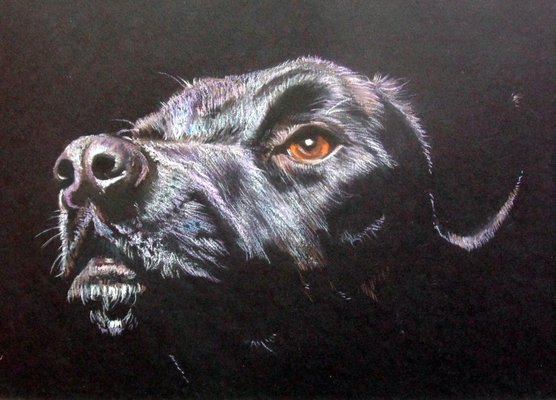 Ever Faithful - Pastels 2015 - 30cm x 40cm