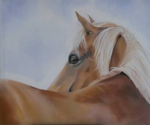 Palomino - Oil on Canvas - 50 x 60cm - 2016