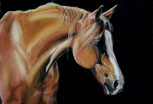Kal - Pastels on Paper - 2014