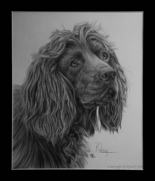 Riley - Graphite - 10 x 12ins - 2016