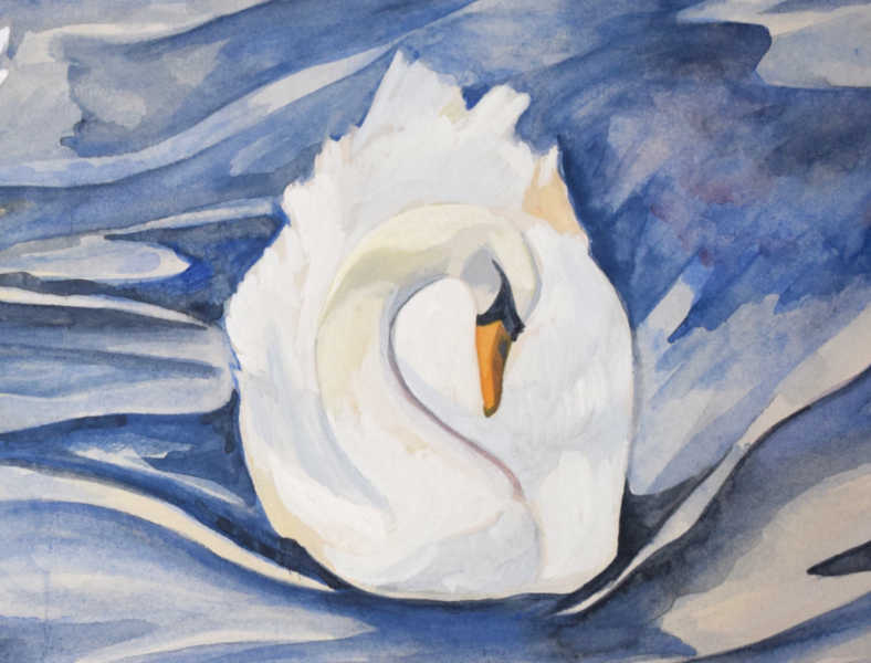 Swan, Gouache - 30 x 25cm
