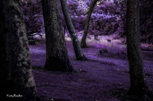 Purple Trees