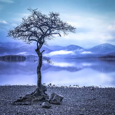 The Blue Tree - Loch Lomond - Fine Art Gicleé - Limited Edition of 50 - 20 x 20ins