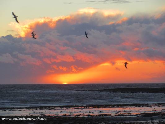 Sunset and birds - 2015