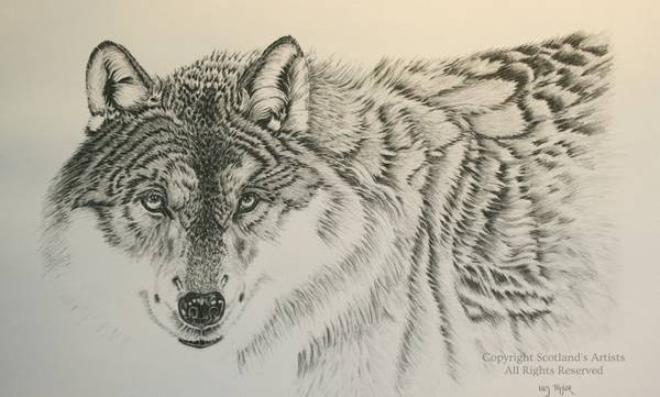The Eyes Have It - 26ins x 21ins - Graphite - 2018