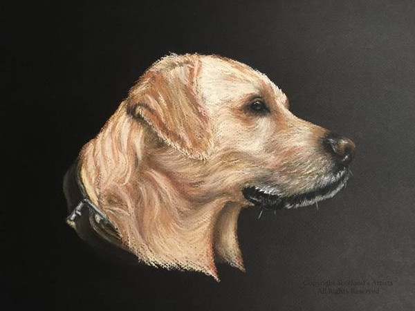 Golden Retriever - Pastel - A3 - 2018