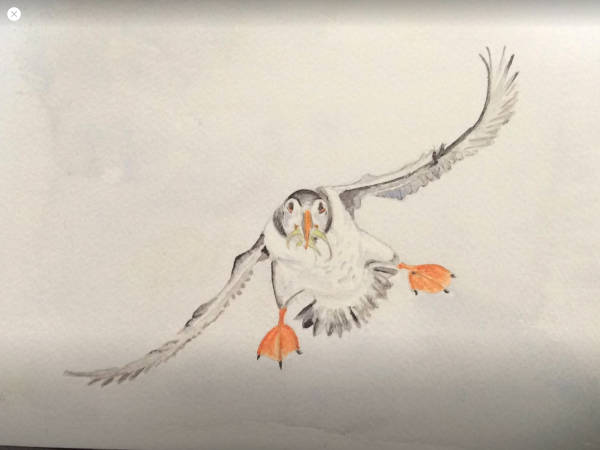 Puffin with Sand Eels - Watercolour