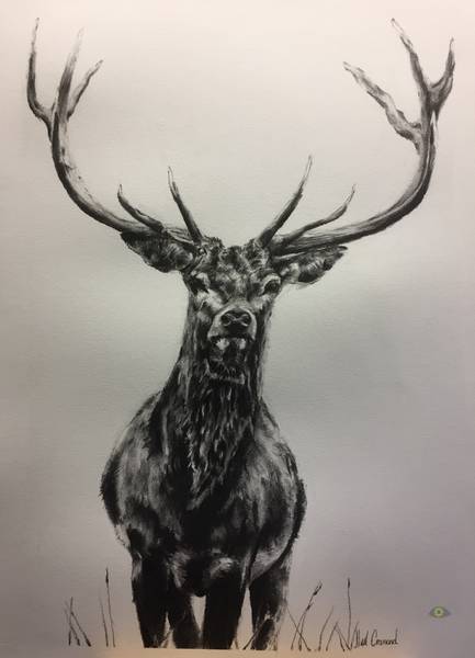 Prince of the Forrest - A2 - Charcoal