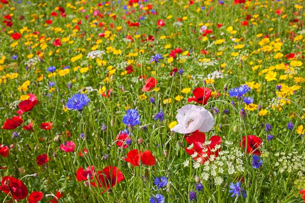 Single White Poppy