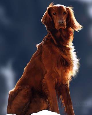 Irish Setter