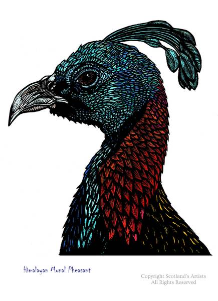 Himalayan Monal Pheasant - Print - 2017