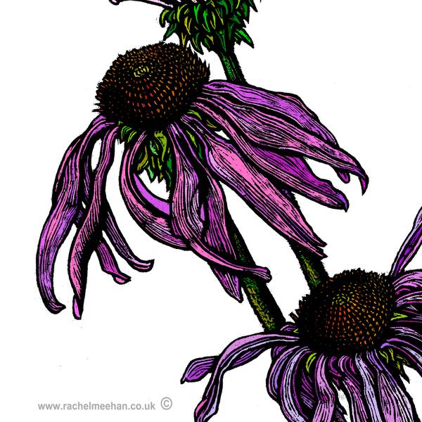 Echinacea - Print - 2016