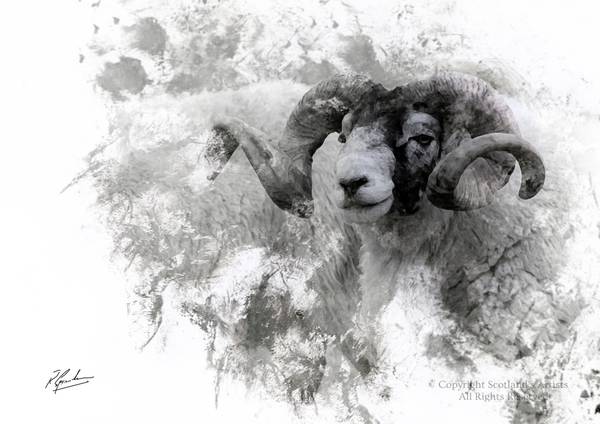 Old Black Face Sheep on the hill, looking for his ladies