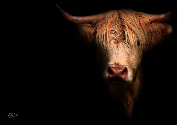 Blondie, female Highland Cow at Ardarden Farm Shop, Near Glasgow.