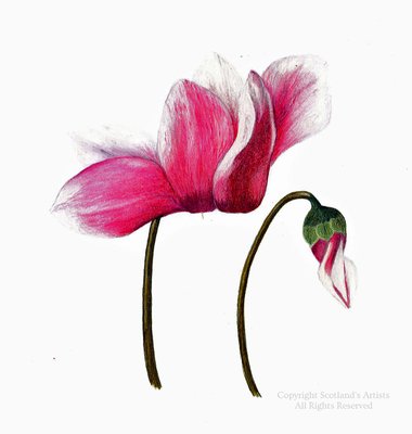 Cyclamen in Coloured Pencil