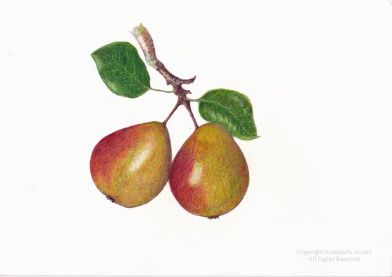 Pears in Coloured Pencil