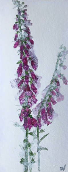 Foxgloves Study - 20 x 50cm - Mixed Media on Paper