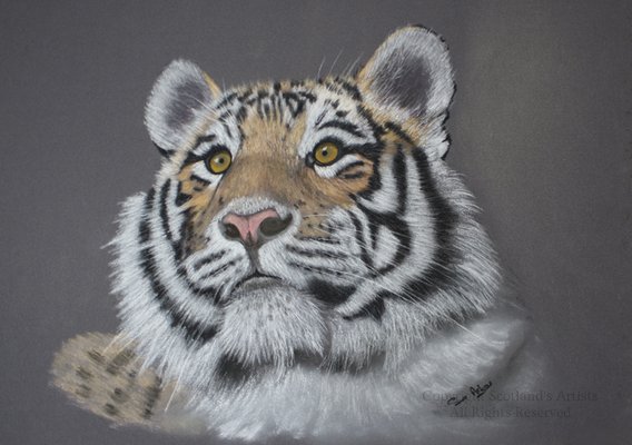 Watching - 320mm x 260mm - Soft pastel on Pastelmat - 2014