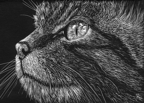 Scottish Wildcat - 101mmx152mm - Scraperboard - 2015