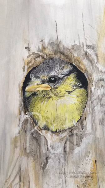 Blue Tit Chick - Watercolour