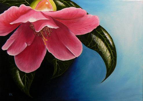 Camellia - Oil